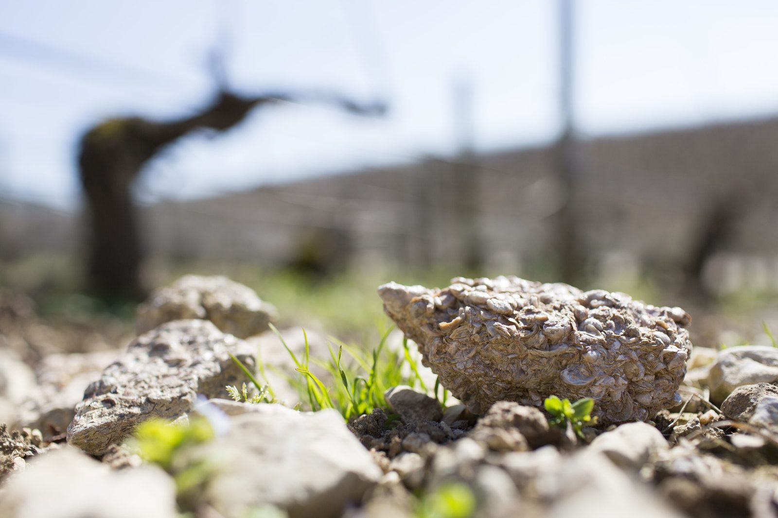 Kimmeridgian limestone soil, rich in fossilised oyster shells, in the estate's vineyard